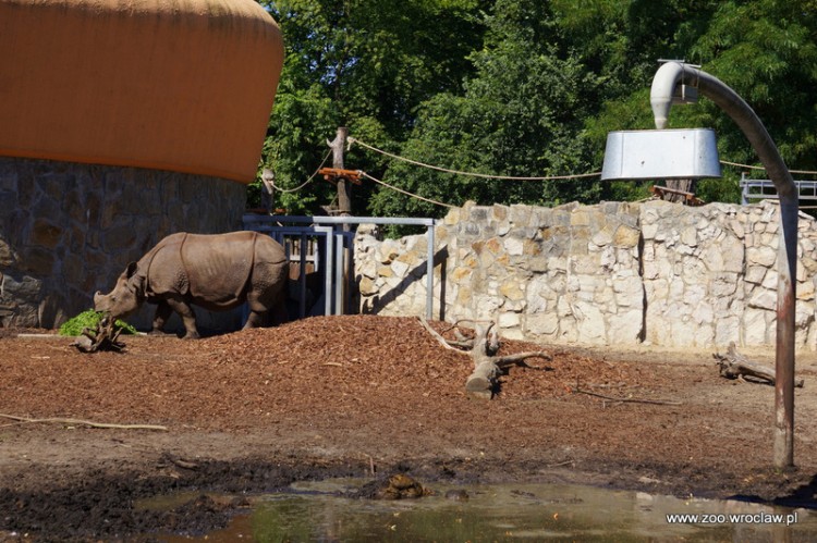 Lody i zimne kąpiele. Zobacz, jak zwierzaki z wrocławskiego zoo spędzają lato [ZDJĘCIA], mat. ZOO Wrocław